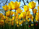 Tulip pulchella